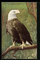 AK American White-Headed or Bald Eagle at New York Zoological Park 