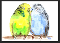 ACEO Aquarelldruck niedliche Budgie Papageien Paar in Liebe Kunst Malerei von ili