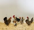 Bruteier  - Serama (Kleinste Hühnerrasse Der Welt)