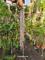 Tillandsia usneoides Spanisches Moos lebende Orchidee Begleitpflanze 40cm