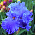 Schwertlilie "Blenheim Royal"  , Iris, Hobbygarten