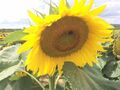 Sonnenblumenkerne gestreift 20 kg im Papiersack Winter, Streu Vogel Futter 