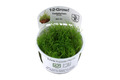 Taxiphyllum barbieri - InVitro Javamoos Aquarium Moos 1-2-Grow Tropica 003 TC