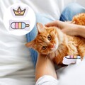  2 Pcs Katzenspielzeug Und Gemüse Zum Necken Von Haustier-Teaser-Spielzeug
