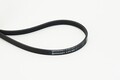 CONTINENTAL CTAM Keilrippenriemen  u.a. für CITROËN, DAIHATSU, FIAT, HONDA, KIA