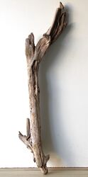 Treibholz Schwemmholz Driftwood 1 XXL Skulptur  Dekoration Terrarium 102 cm