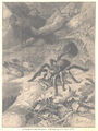 "Die Vogelspinne und ihre Mördergrube" Original Holzstich von 1907