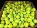 20 Tennisbälle Gebraucht Markenmix Hundespielzeug