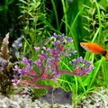  4 Count Künstliche Pflanzen Aquarium Deko Aquarienpflanzen Aquariumdekoration