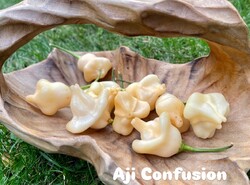 Aji Confusion Chili Samen – seltene Sorte  Exotisch, Fruchtig