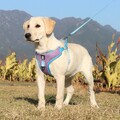 Hundegeschirr Softgeschirr Brustgeschirr Mit Leine Welpen Katzen Reflektierend