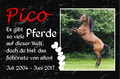 Ihr Tierfoto + TEXT Farbig Tiergrabstein Schiefer Gedenktafel Gedenkplatte Pferd