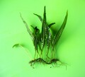 Javafarn - Microsorum Pteroptus - 10 cm