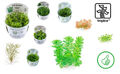Invitro In Vitro Wasserpflanzen SPARPAKET 10 x 1-2 Grow Aquariumpflanze Tropica®