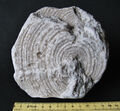 Stromatopora sp., Silur, Högklint-Formation, Langhammars, 420 Mill. Jahre alt !