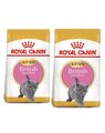ROYAL CANIN British Shorthair Kittenfutter für BKH Kätzchen 20 kg (2 x 10 kg)