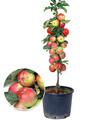 Säulen-Apfel 'Braeburn', 1 Pflanze