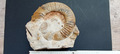 Lithacoceras  sp. mit diversen Fossilien aus dem fränk.Jura