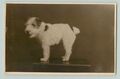 FOTO. TERRIER. HUNDE HAUSTIER PORTRÄT ECHTES FOTO 1944