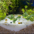  10 Pcs Künstliche Pflanzendekoration Zierpflanzen Für Aquarien Fischtank Dekore
