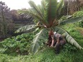 2 mal winterharte Sikkimensis Banane Palmen exotische Pflanzen im für den Garten