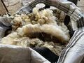 Schafwolle, Rohwolle, unsortiert, ungereinigt, naturbelassen,Dünger, ca. 4,5 kg