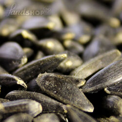 20 kg schwarze Sonnenblumenkerne Ernte 2024 Vogelfutter Streufutter Fettfutter