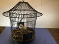 Antiker Vogelkäfig Metall Alter Tierkäfig Bird Cage Vitage Dekoration Rarität