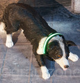 LED Hundehalsband blinkendes Leuchtband für Hunde blinkende Sicherheitsleine