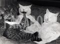 Altes Pressefoto UK , Vier Katzen Collection Auf Sofa, 1962, Druck 21x15 CM