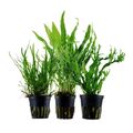 Pflanzen Set mit 3 Javafarn Microsorum Aquarium Wasserpflanzen AquaOne Nr.132