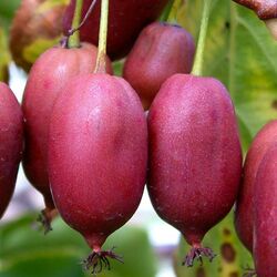 KIWI Hardy Red - weiblich 1L - Kirschrote Früchte außen und innen