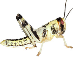Heuschrecken 50 Mittel Wüstenheuschrecken Futterinsekten Reptilienfutter