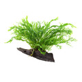 Aquarium Pflanze Microsorum pteropus 'Windeløv' auf Wurzel Tropica Nr.008B YWS