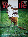 WORLD OF WILDLIFE Nr. 107 AUSTRALIEN Wüstenvögel WWU Kestrel KÄNGURU ORBIS 1977