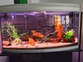 +++ 200 Liter AQUATLANTIS Aquarium + FLUVAL 306 + Aqua FORTE + Smart Feeder +++