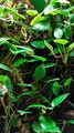 Begonia elaeagnifolia( schulzei)auf  Kork ,Regenwaldterrarien,Palludarium