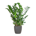 Zamioculcas Zamiifolia - Glücksfeder - Zimmerpflanze ↕80cm - Ø21cm + Topf