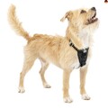 Kurgo Tru-Fit Hundegeschirr, Crash-Test-erprobtes Auto-Sicherheitsgurt, Für 