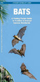 Bats | James Kavanagh (u. a.) | Englisch | Taschenbuch | 2016 | Waterford Press