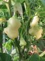 Chilisamen Aji White Fantasy weiser Glocken Chili Chilli SHU 3-5 neue Ernte 🌶️