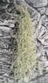 Tillandsia Usneoides, Feenhaar, Spanisches Moos, 50cm Terrarium & Zimmerpflanze,