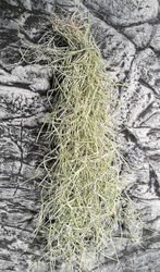 Tillandsia Usneoides, Feenhaar, Spanisches Moos, 25cm Terrarium & Zimmerpflanze,