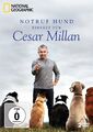 NOTRUF HUND - EINSATZ FÜR CESAR MILLAN DVD Hundeflüsterer Hilfe Tipps NEUWARE