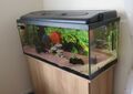 Aquarium Komplett Set 160L, incl. Unterschrank, Zubehör und Fische