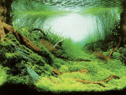 Aquarium Deko 2 Motive ❤️ 150X60 cm RÜCKWANDFOLIE ❤️ Fotorückwand Zubehör Poster