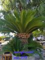 Palme Cycas revoluta (Palmfarn 5 Samen Kübelpflanze top Preis 4,99 €uro  5 Stück