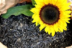 25 kg Sonnenblumenkerne schwarz Vogelfutter Winterstreufutter