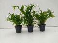 1Topf Microsorum pteropus - Javafarn Windelov Wasserpflanze Aquarium Barschbecke