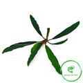 Bucephalandra kapuas 'Hulu'